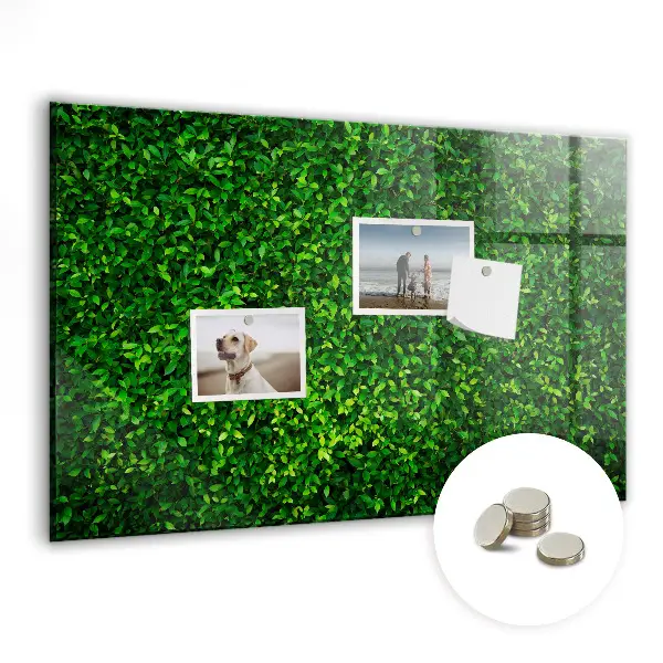 Hedge leaves magnetic board