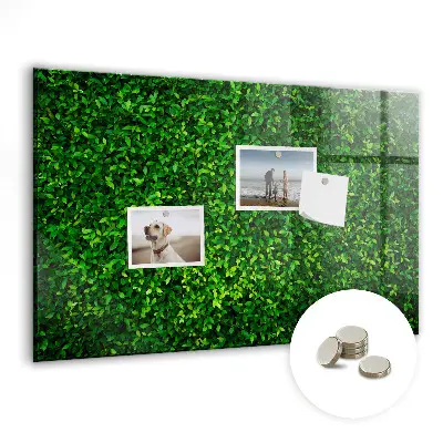 Hedge leaves magnetic board