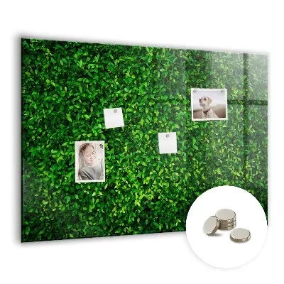 Hedge leaves magnetic board