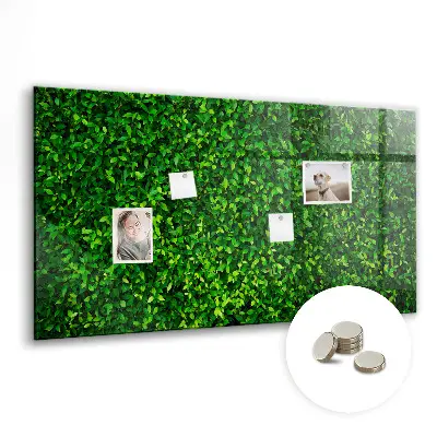 Hedge leaves magnetic board