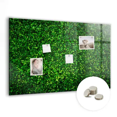 Hedge leaves magnetic board