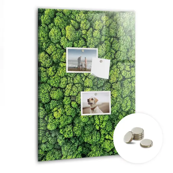 Magnet board Forest trees nature