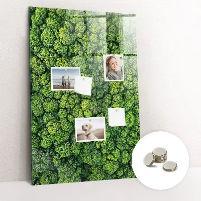 Magnet board Forest trees nature