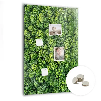 Magnet board Forest trees nature