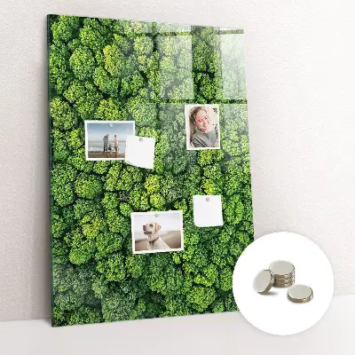 Forest trees nature magnet board