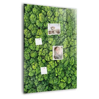 Magnet board Forest trees nature
