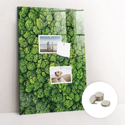 Magnet board Forest trees nature