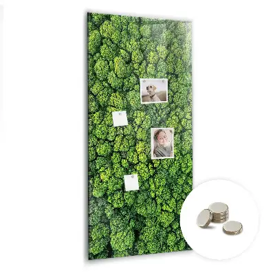 Magnet board Forest trees nature