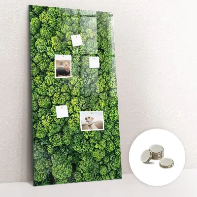 Magnet board Forest trees nature