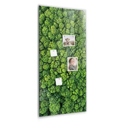 Magnet board Forest trees nature