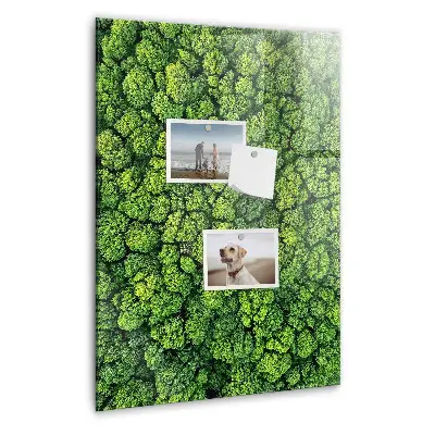 Magnet board Forest trees nature