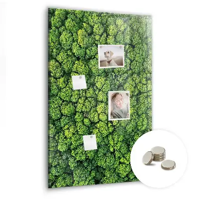 Forest trees nature magnet board